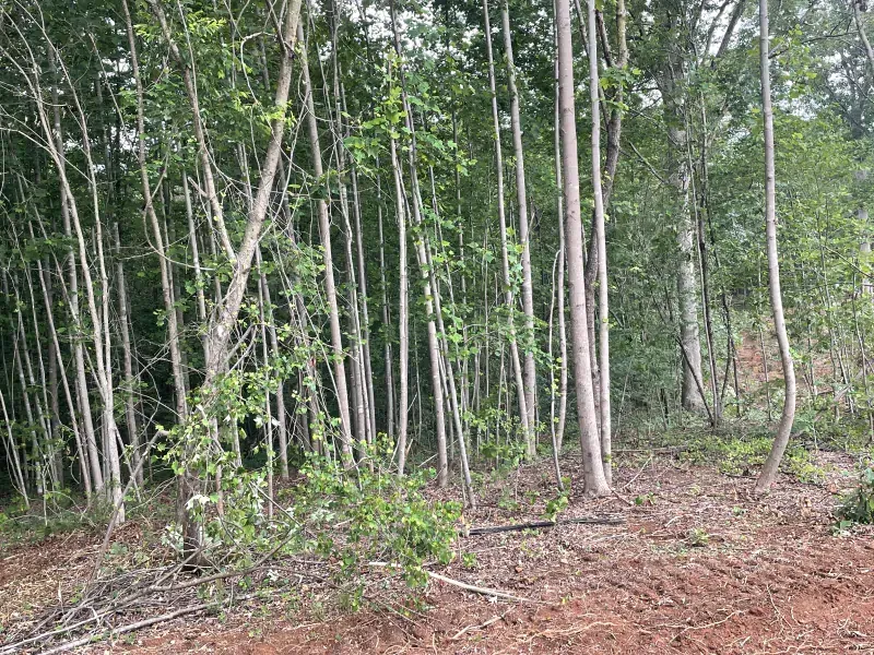 Trees in a forest, some tall and thin, others with greenery. Brown earth in the foreground.