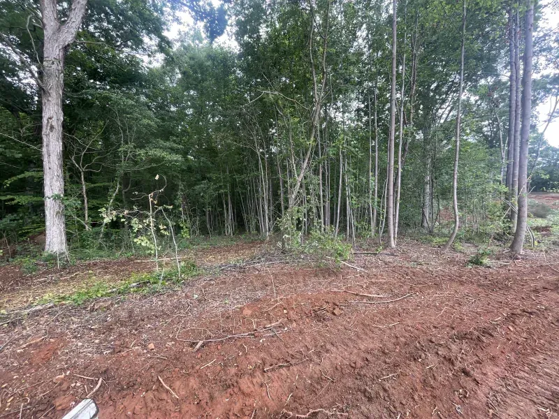 Dirt clearing in front of a forest of trees with gray and green foliage.