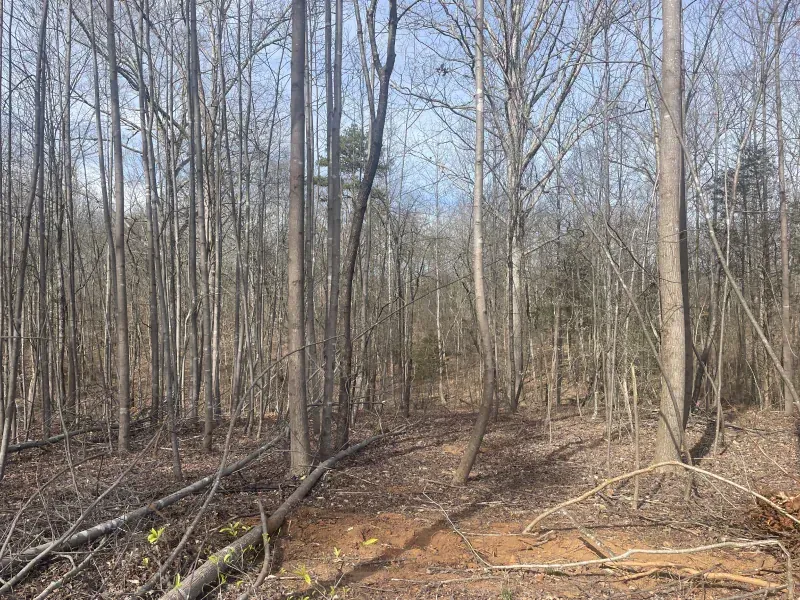 Forest with bare trees and sunlight filtering through.