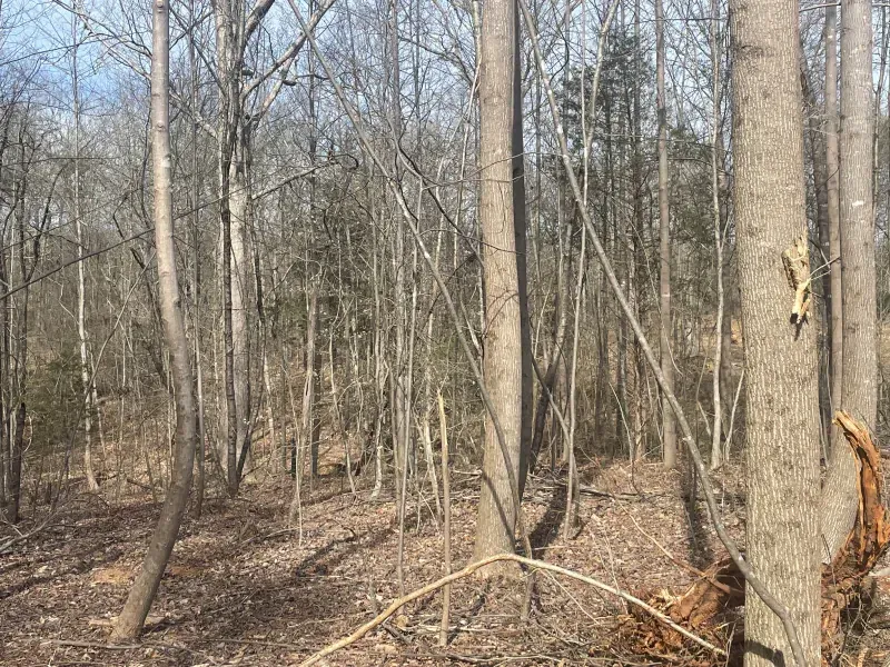 Bare trees in a forest with brown leaves on the ground, under a partly cloudy sky.