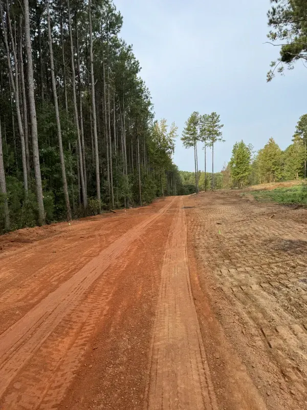 Dirt road flanked by a row of tall trees on the left and cleared land on the right, under a cloudy sky.