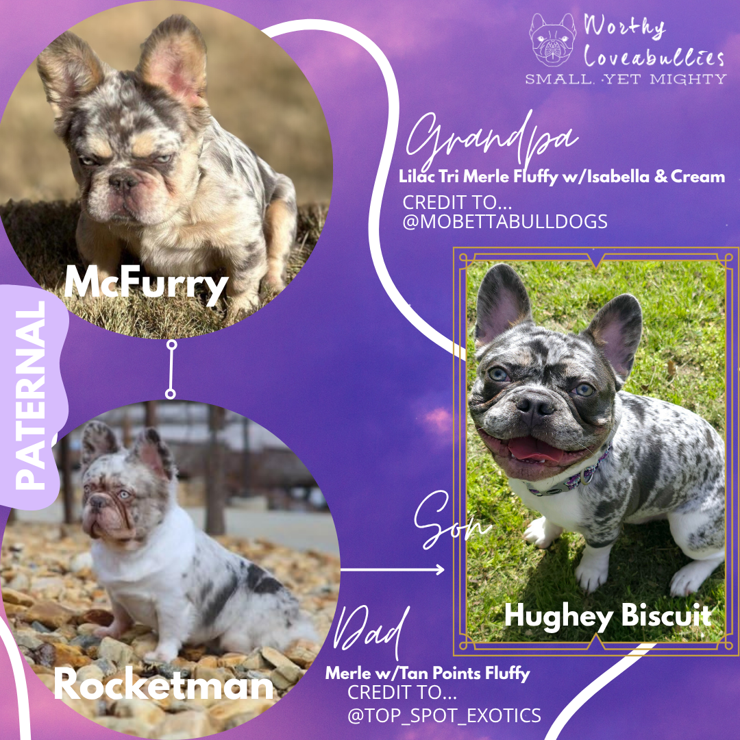 Image depicting the paternal lineage of Hughey Biscuit, the foundational stud for Worthy Loveabullies, LLC. This includes his father Rocketman, by TopSpotExotics and his grandfather the renowned McFurry!