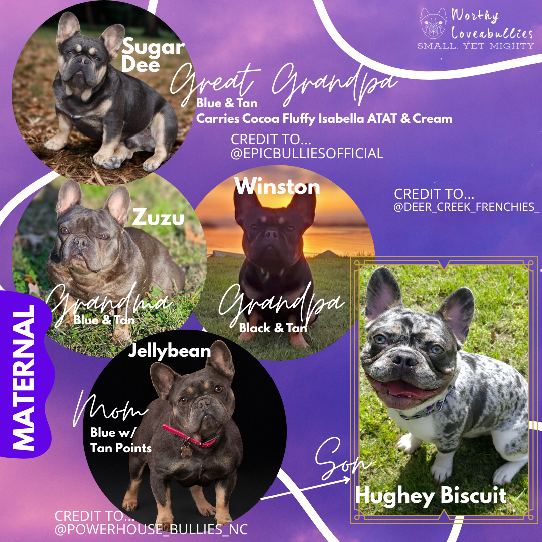 Image depicting the maternal lineage of Hughey Biscuit, the foundational stud for Worthy Loveabullies, LLC. This includes his mother Jellybean, by PowerHouse Bullies and his great grandmother Sugar Dee from EpicBulliesOfficial.