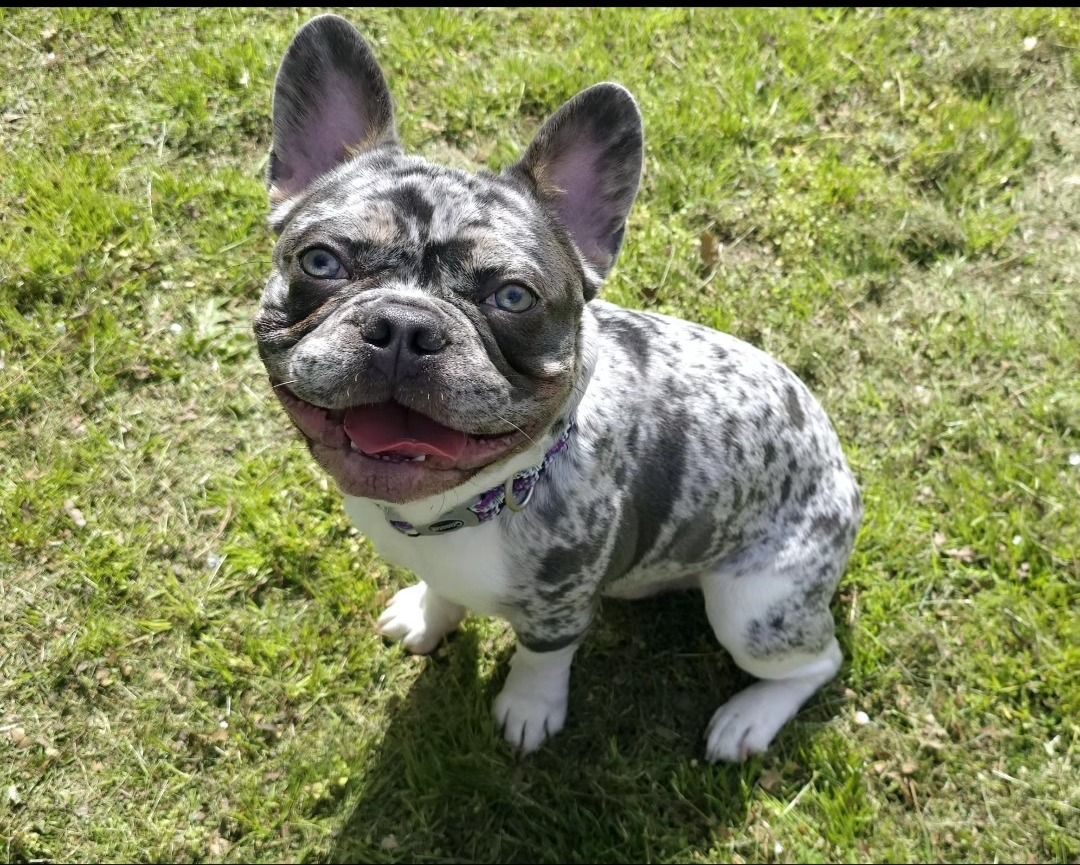 Image depicting conformation and structure of Hughey Biscuit, the foundational stud to Worthy Loveabullies, LLC.