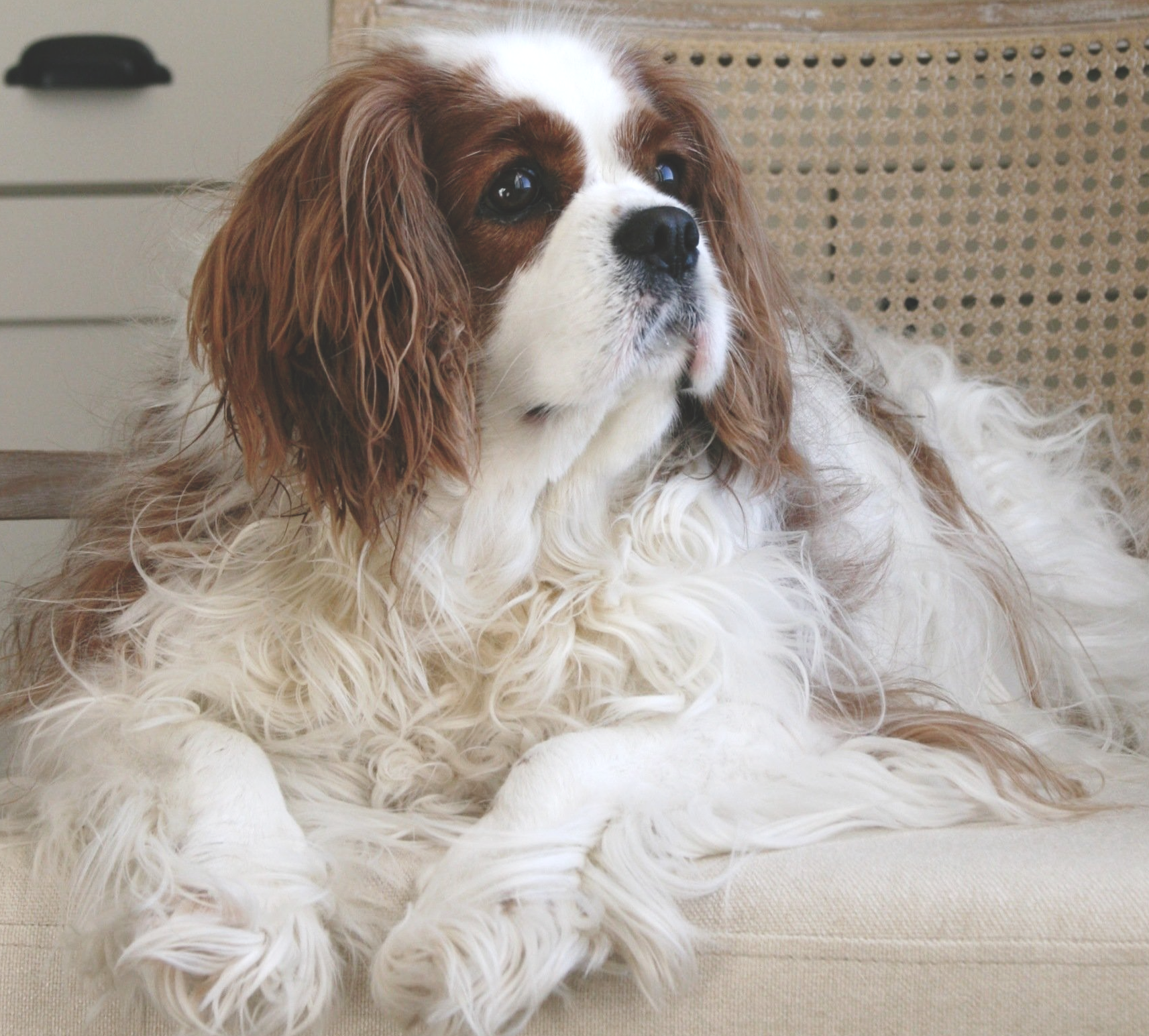 Cooper King Charles Cavalier Spaniel is sitting on chair with creamy white pad and wooden back and arms. He looks happy and looking off to the side. In front of off white built in cabinets in living room.