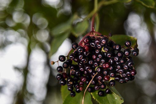 black elderberries dangling from tree with faded leaves in background