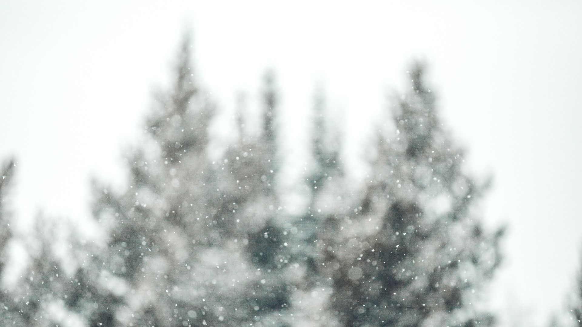 blurry winter scene with evergreens in the distance and snow falling down soft tone