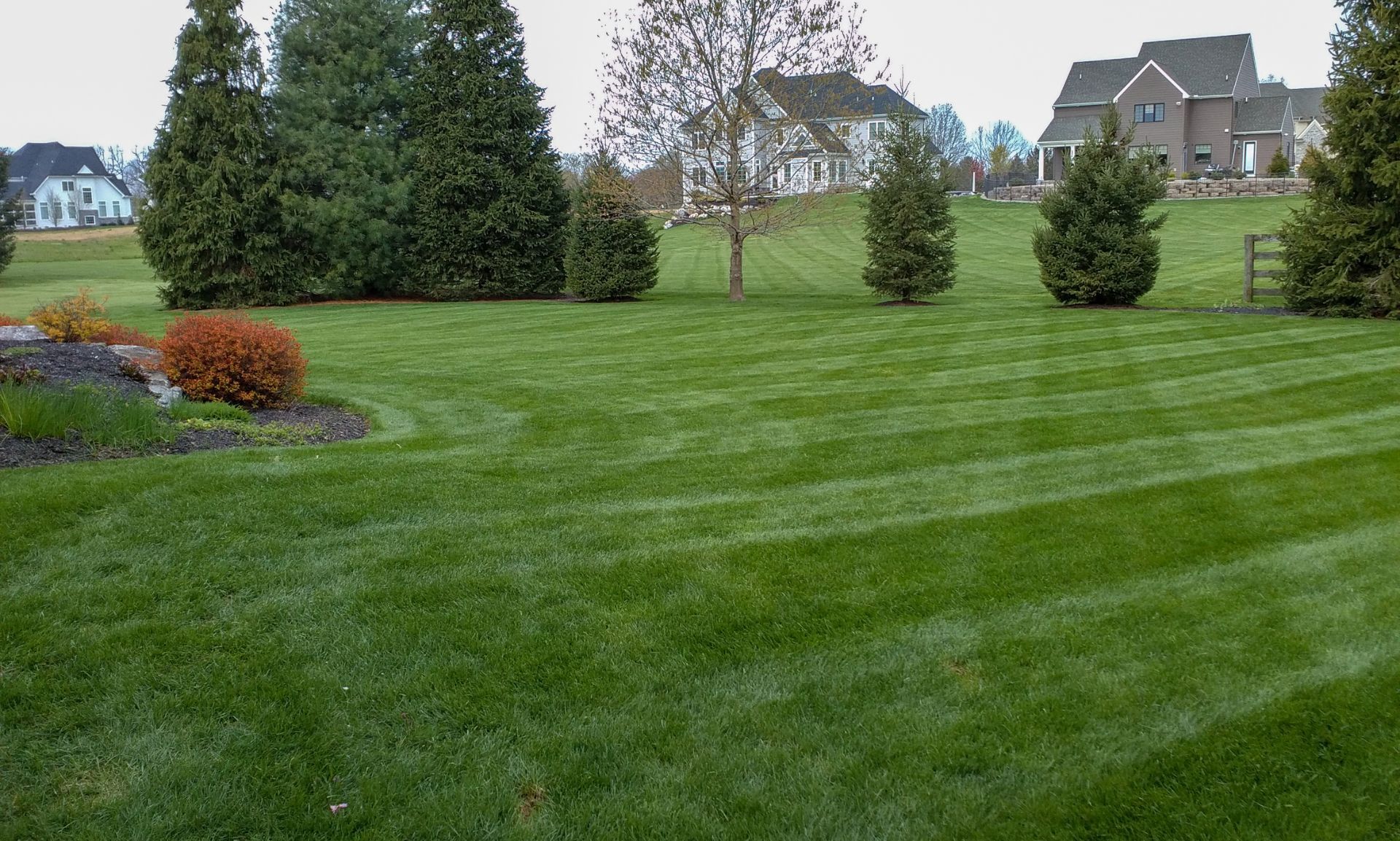 Well-mowed green lawn with striped pattern, trees, and houses in the background.