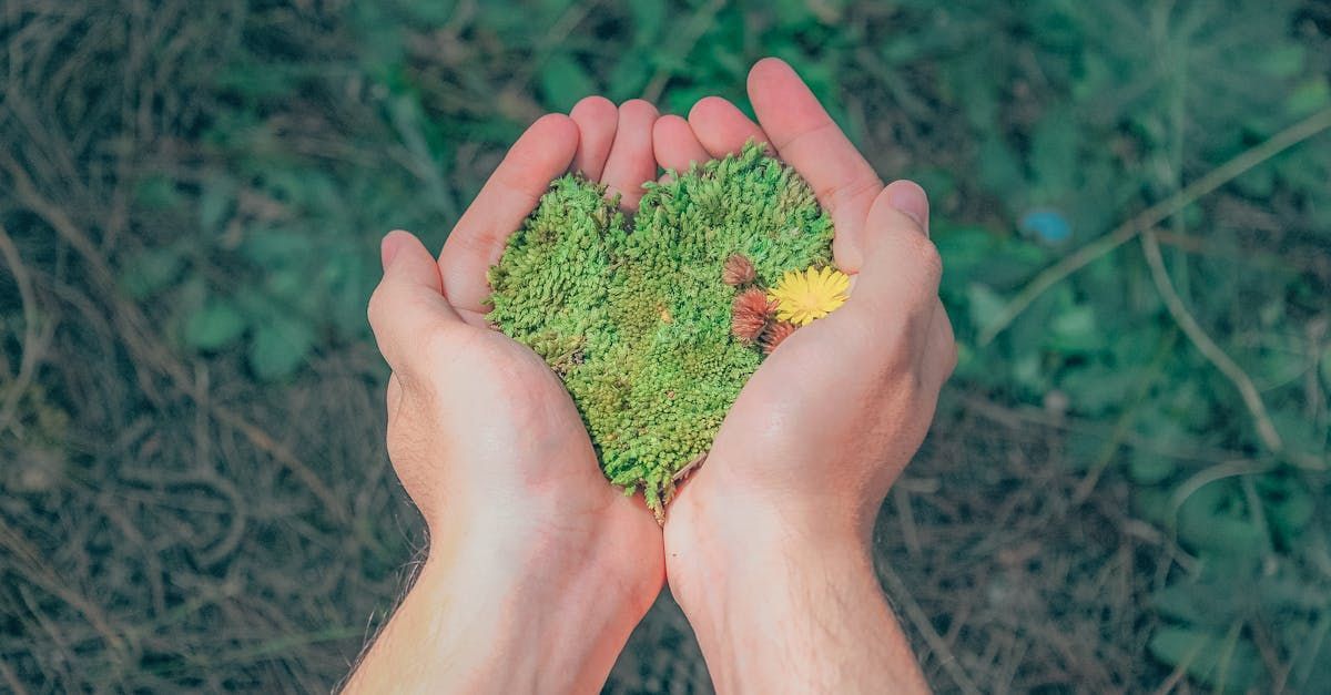 Grass in a person's hand in a heart shape