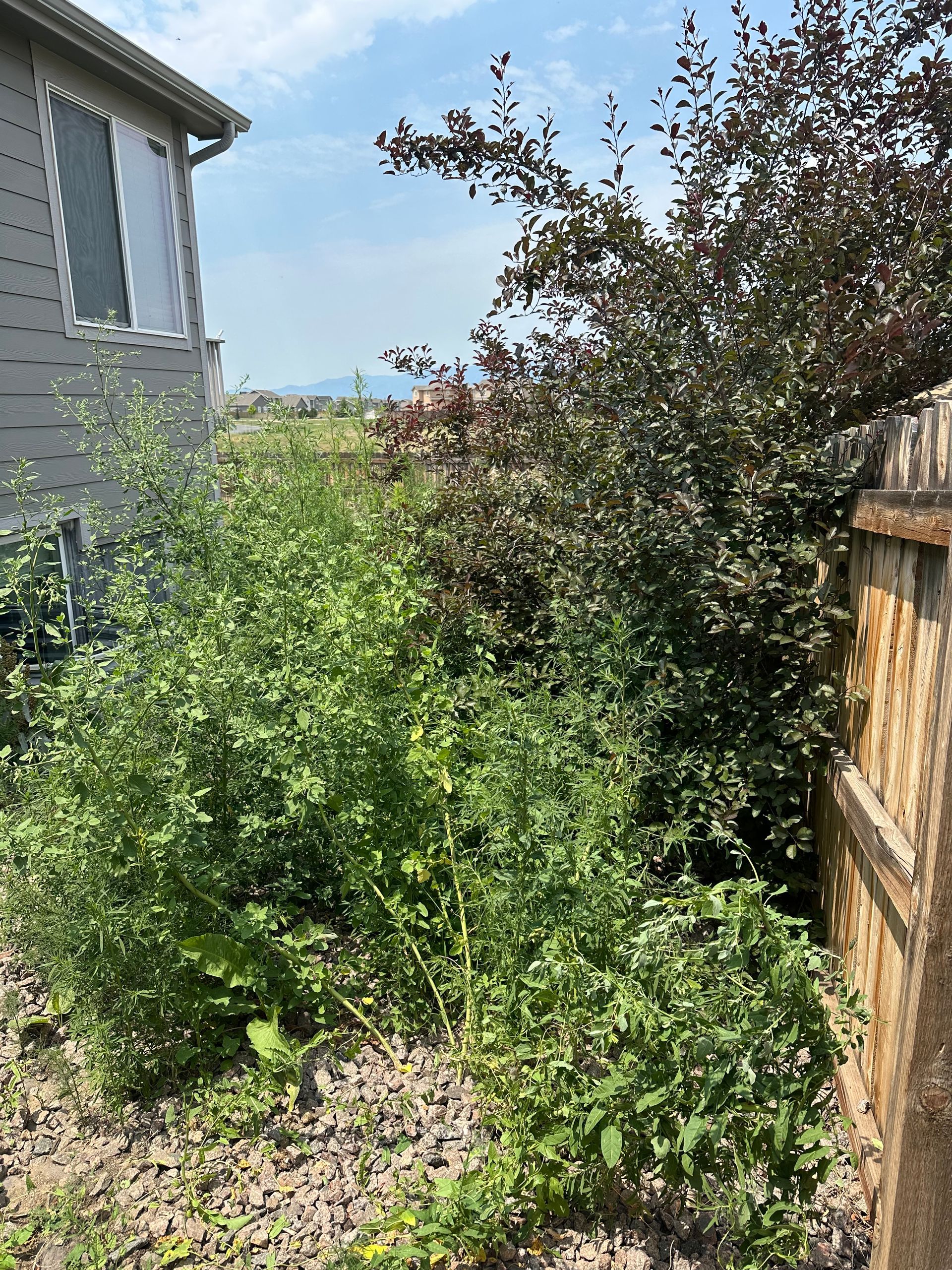 Overgrown green bushes next to a wooden fence, with a building visible on the left.
