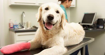 Dog - Animal Hospital in Bellingham, MA