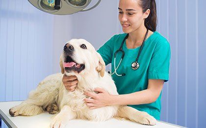 Dog and Nurse - Animal Hospital in Bellingham, MA