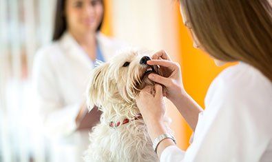 Dog Dental Checkup - Animal Hospital in Bellingham, MA