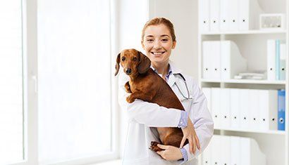 Animal Care - Animal Hospital in Bellingham, MA