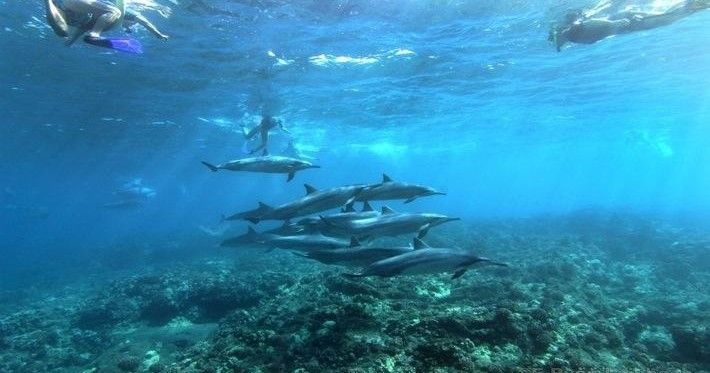 A group of dolphins are swimming in the ocean near a coral reef.