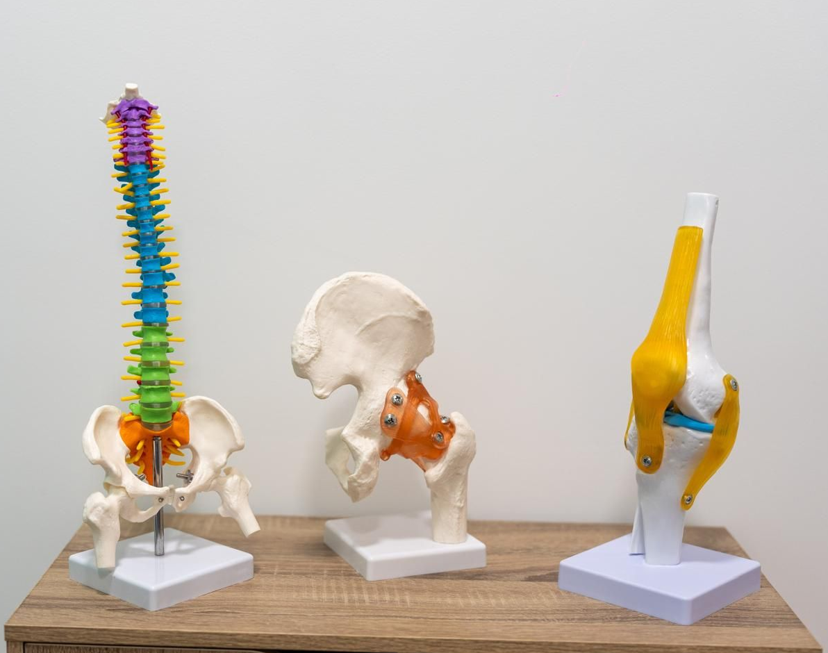 Modelli di colonna vertebrale, anca e articolazione del ginocchio su uno scaffale di legno contro una parete bianca.