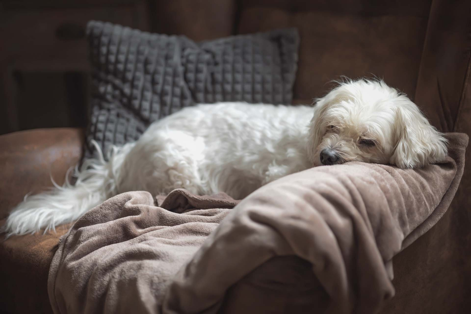 White dog asleep on brown blanket and sofa.