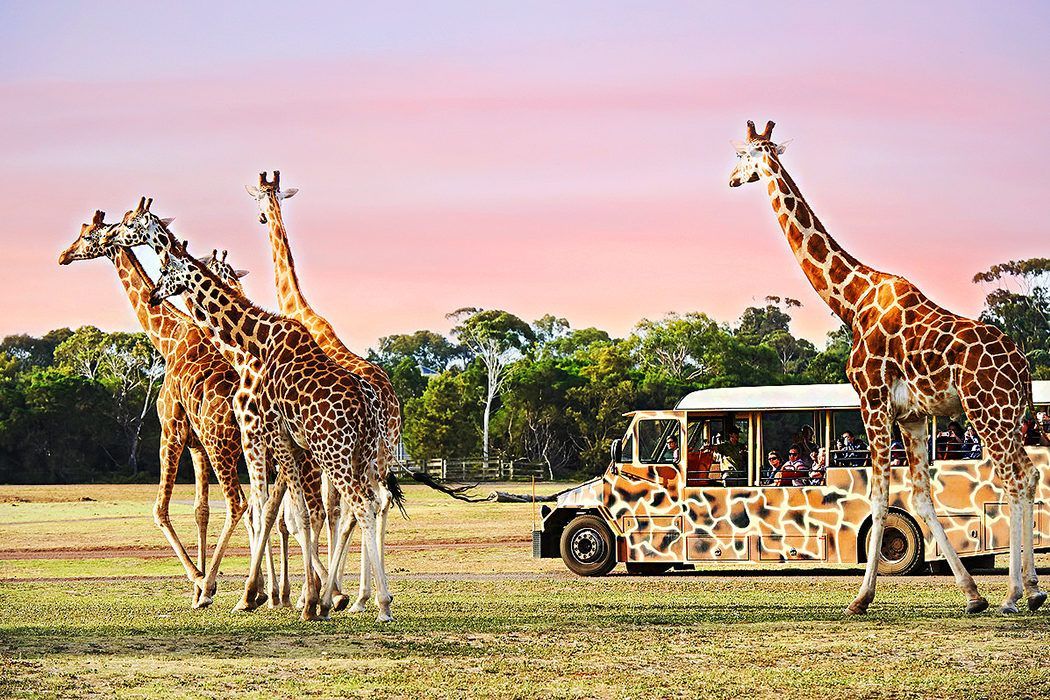 Giraffes stand near a safari truck in an open field with trees and a sunset sky.