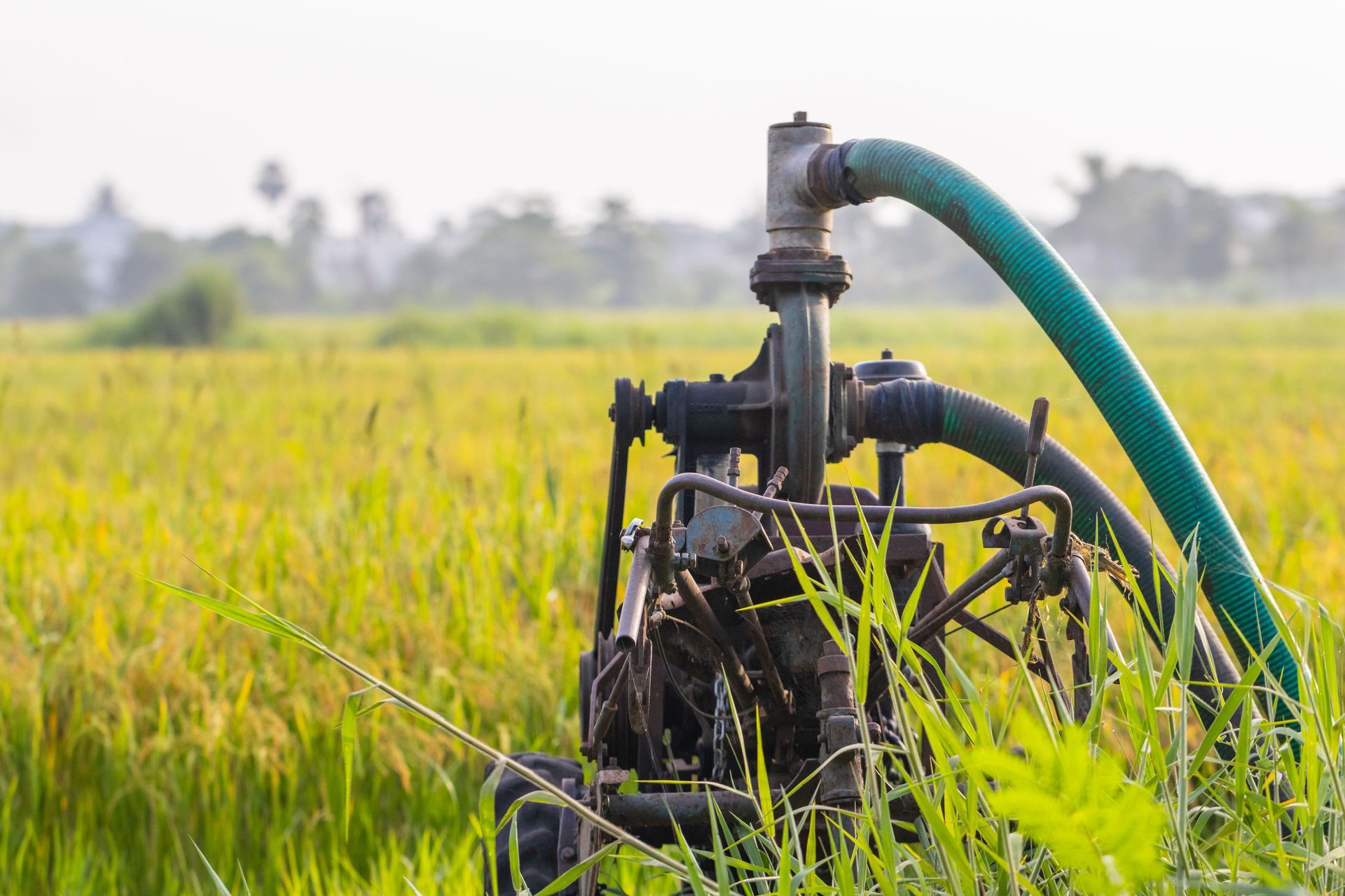Irrigation pump watering a green rice field with a hose in a rural farm setting