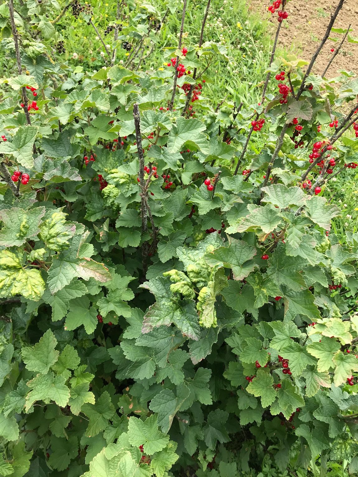 groseille du maraicher