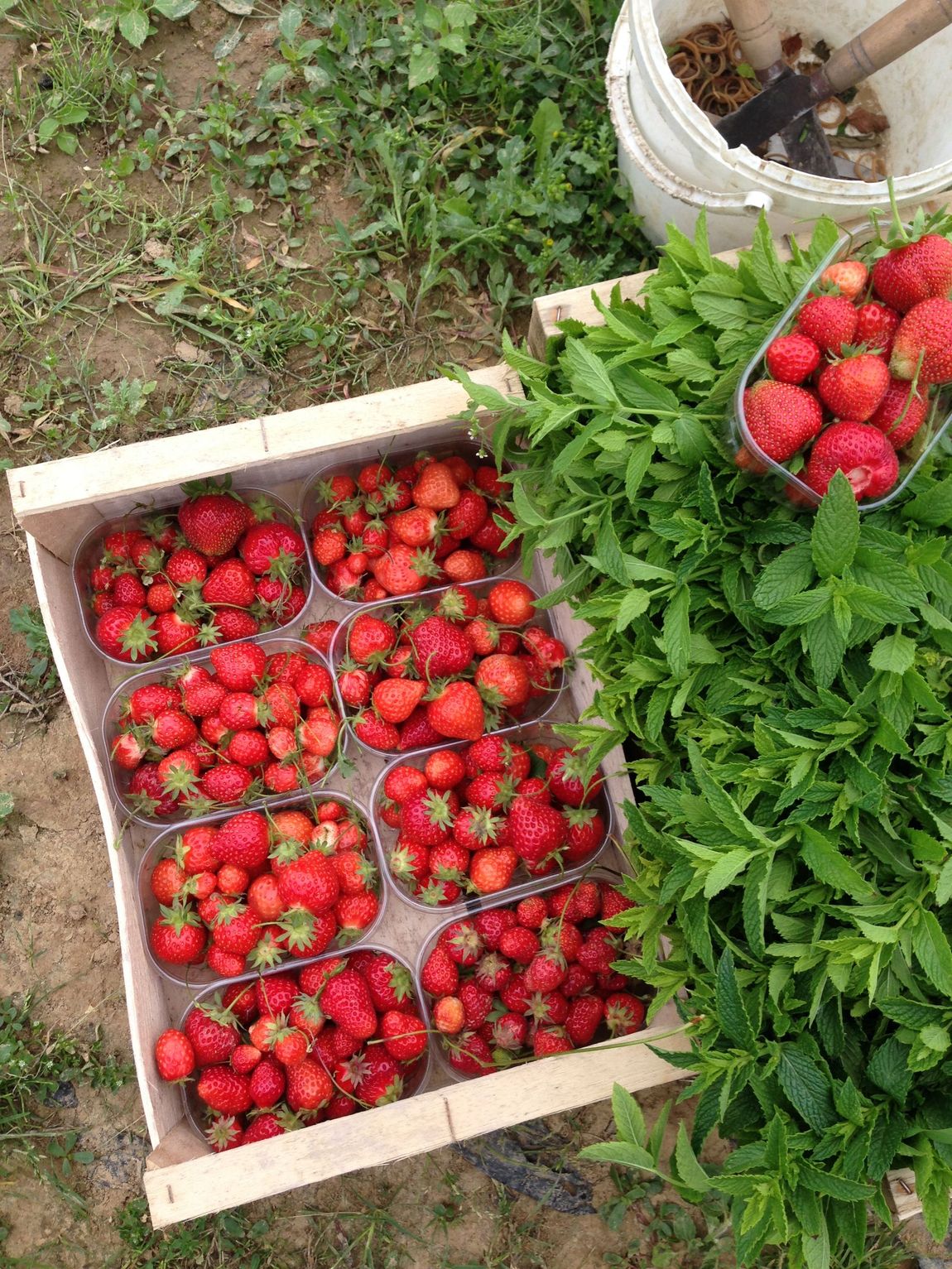 fraise des champs essonne