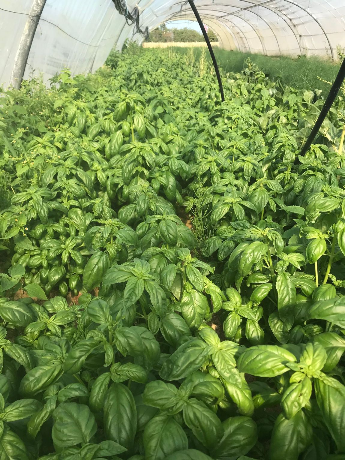 basilic herbes fraiches