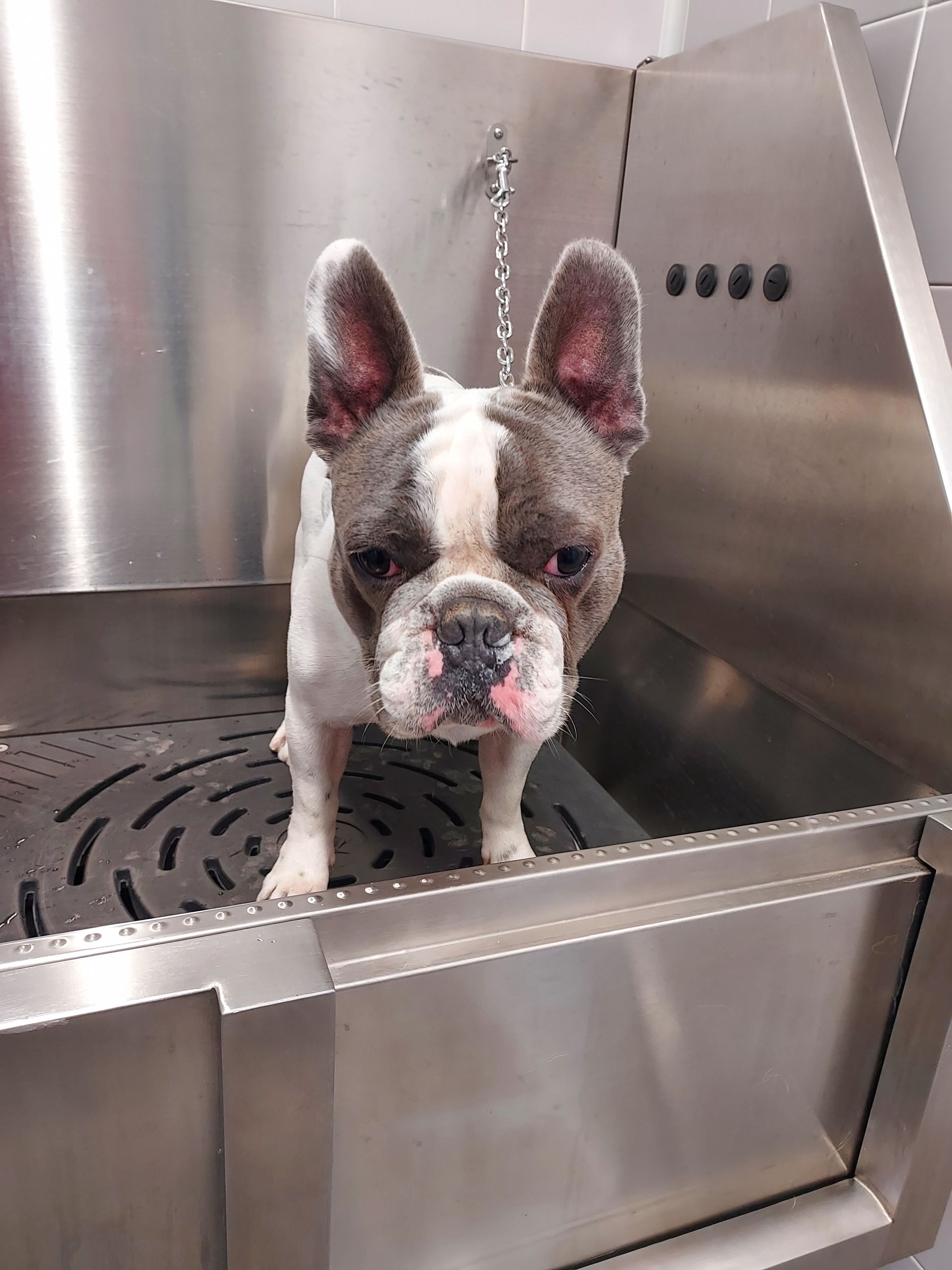 servizio di toelettatura