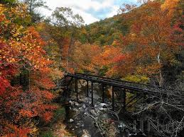 There is a bridge over a river in the middle of a forest.