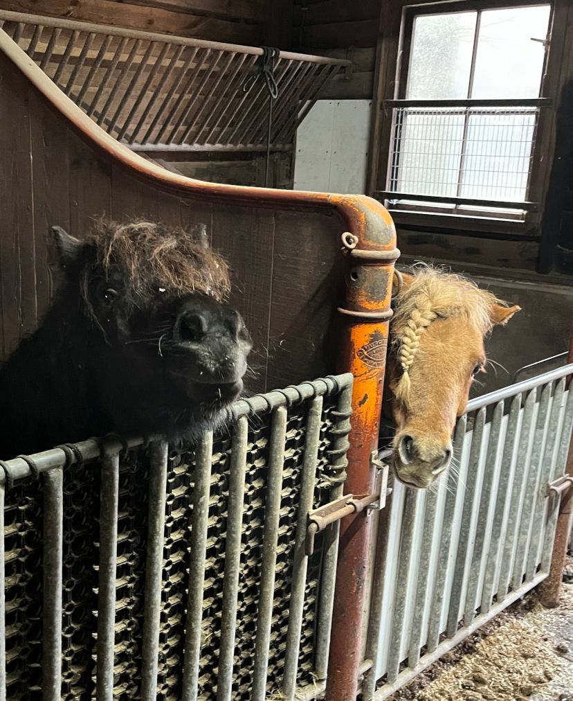 Person on horseback rides along a path through a forest at sunset.