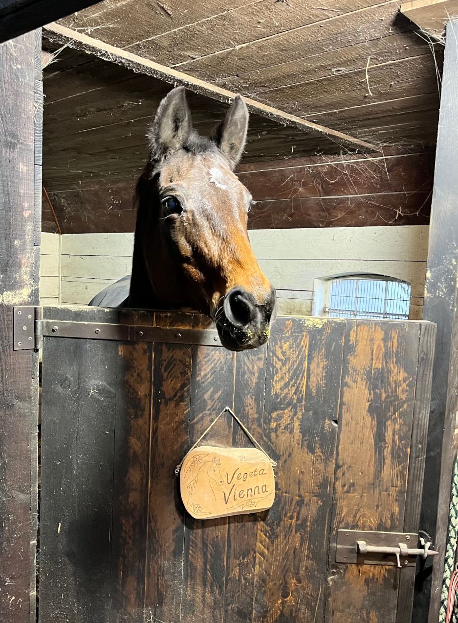 Two ponies in a stable, one brown, one black and white, standing over a dark wooden stall.