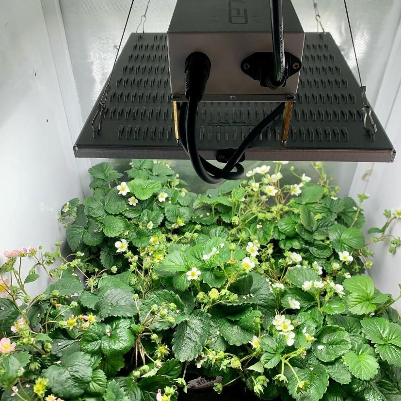 A Strawberry Plant is Growing Under a Light in a Greenhouse — Cairns Hydroponics In Bungalow, QLD