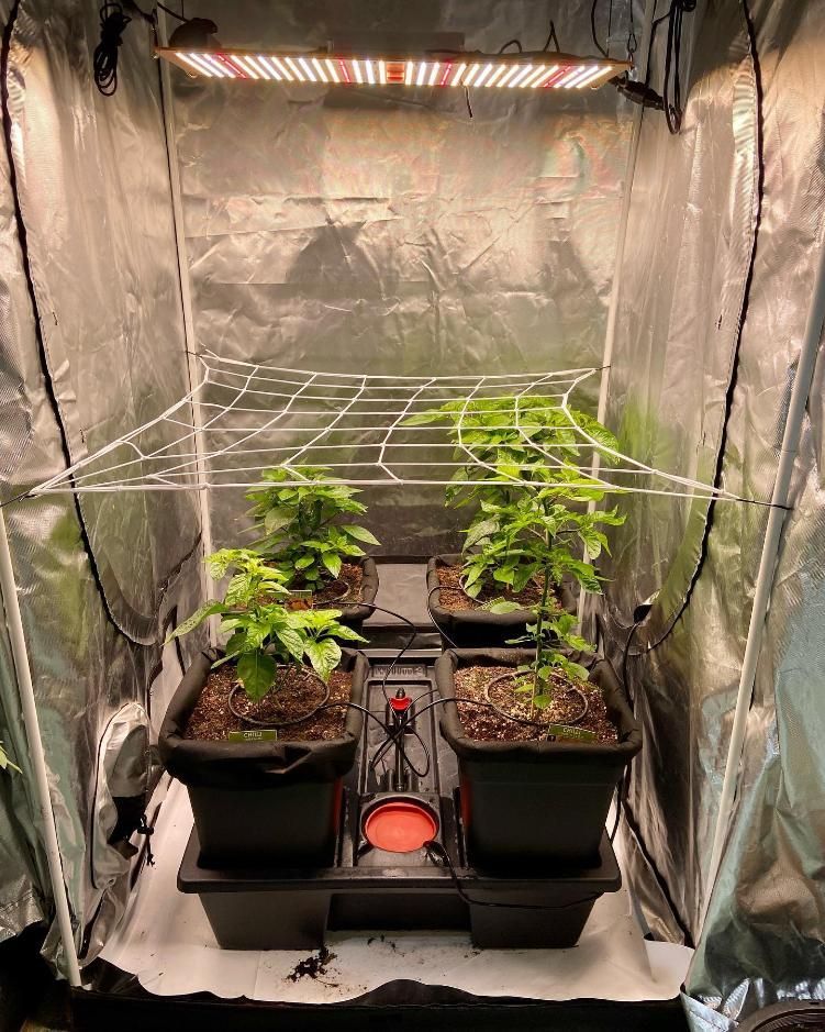 A Greenhouse Filled With Potted Plants and a Light — Cairns Hydroponics In Bungalow, QLD