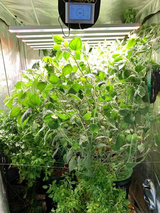 Hydroponics Garden Plant — Cairns Hydroponics In Bungalow QLD