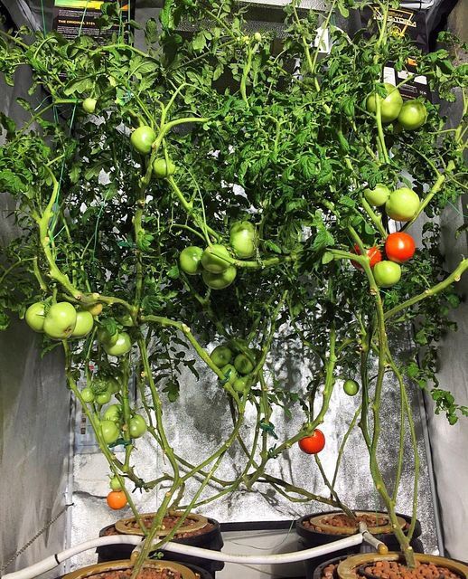 Tomato Tree Plant — Cairns Hydroponics In Bungalow QLD