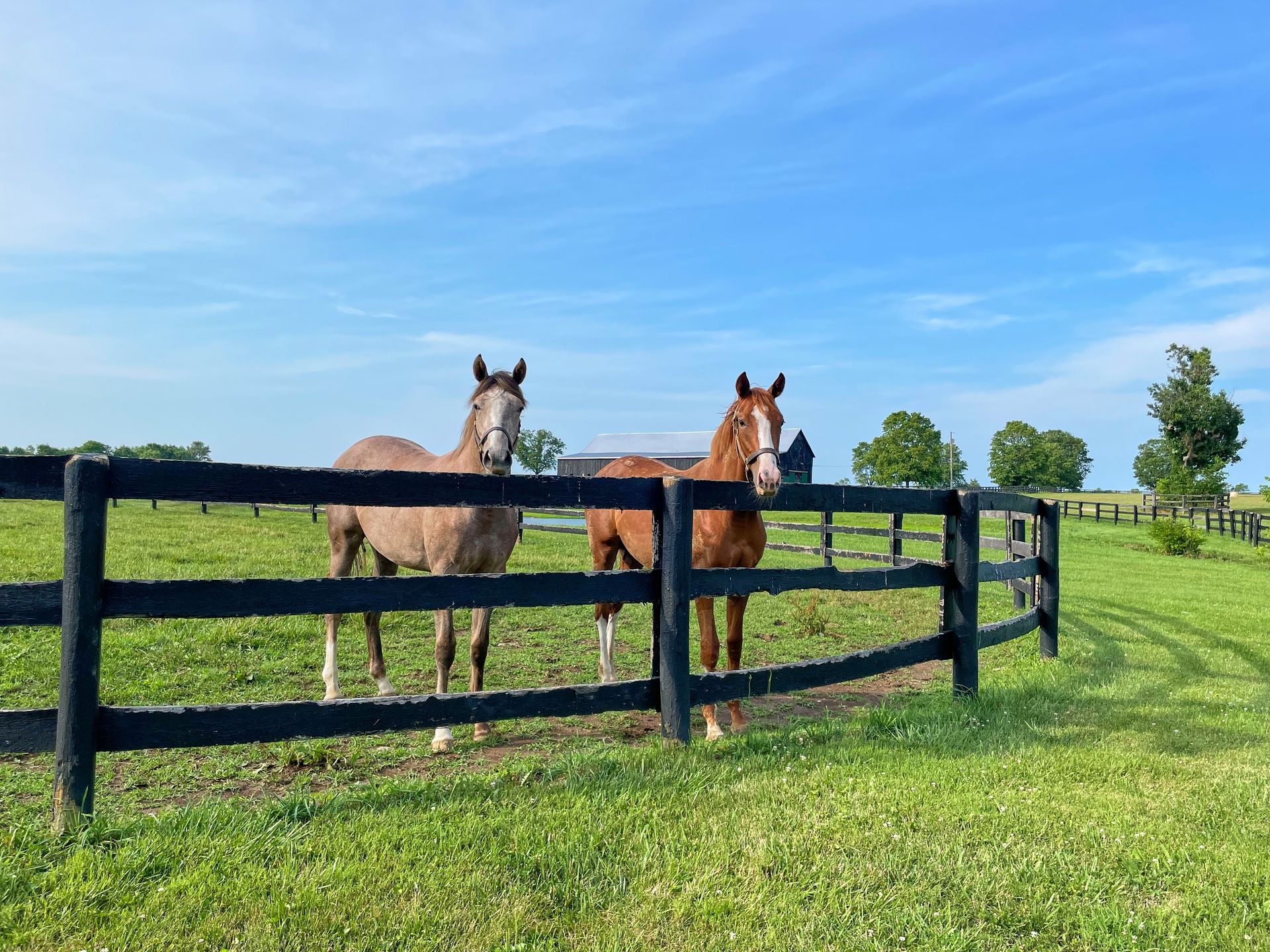Two horses are standing in a field behind a fence