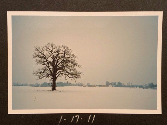 picture of the day - tree