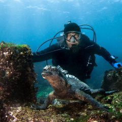 iguana with scuba diver