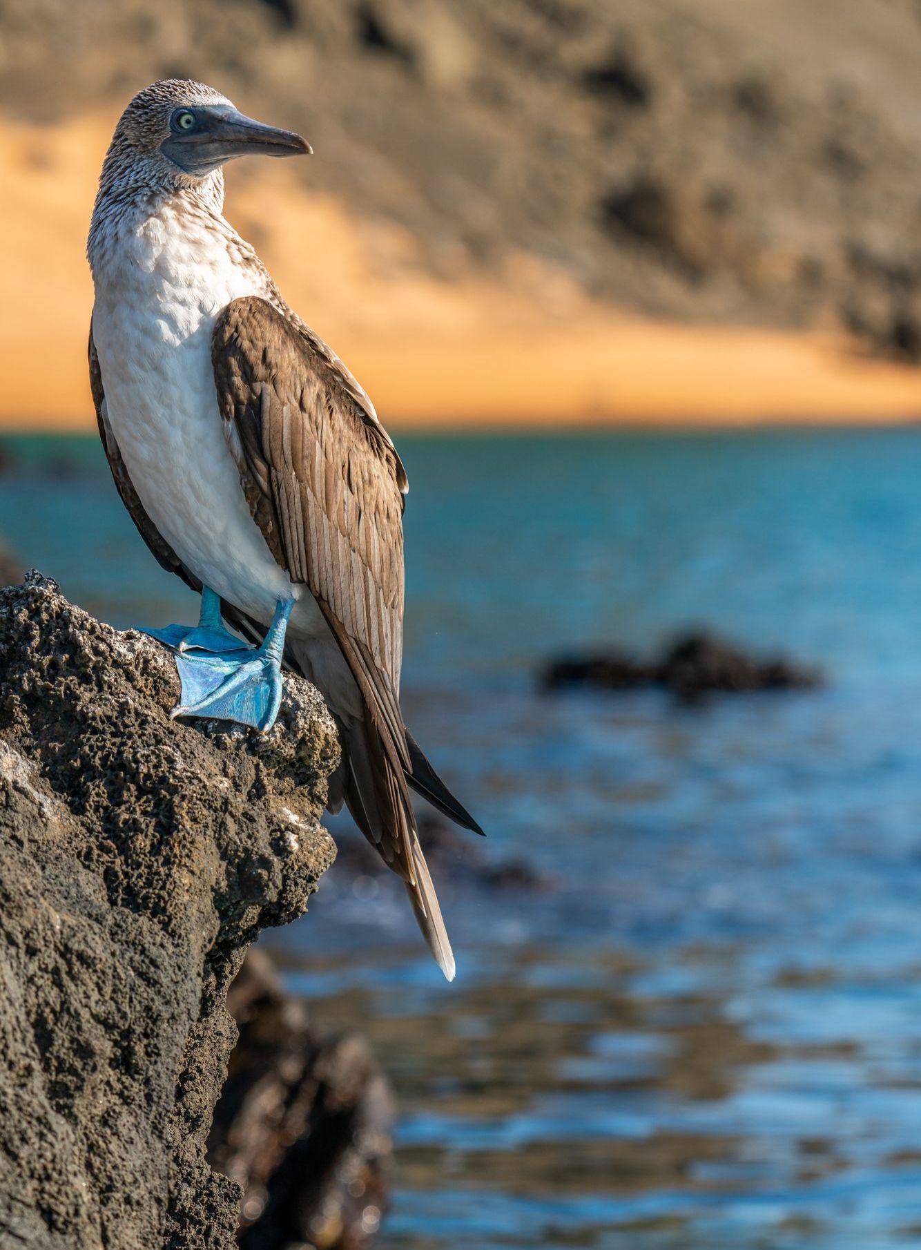 blue footed boobie