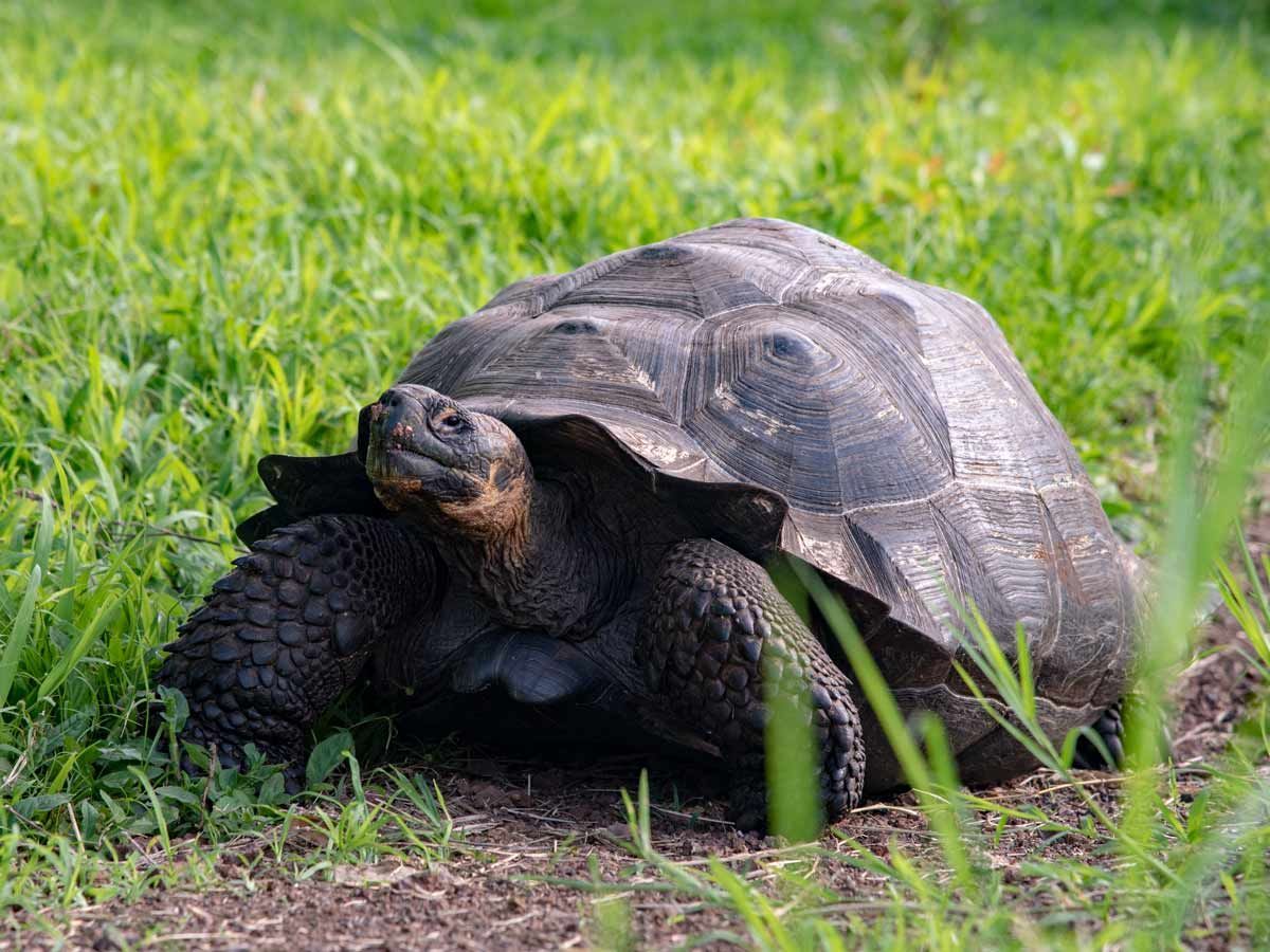galapagos giant turtle