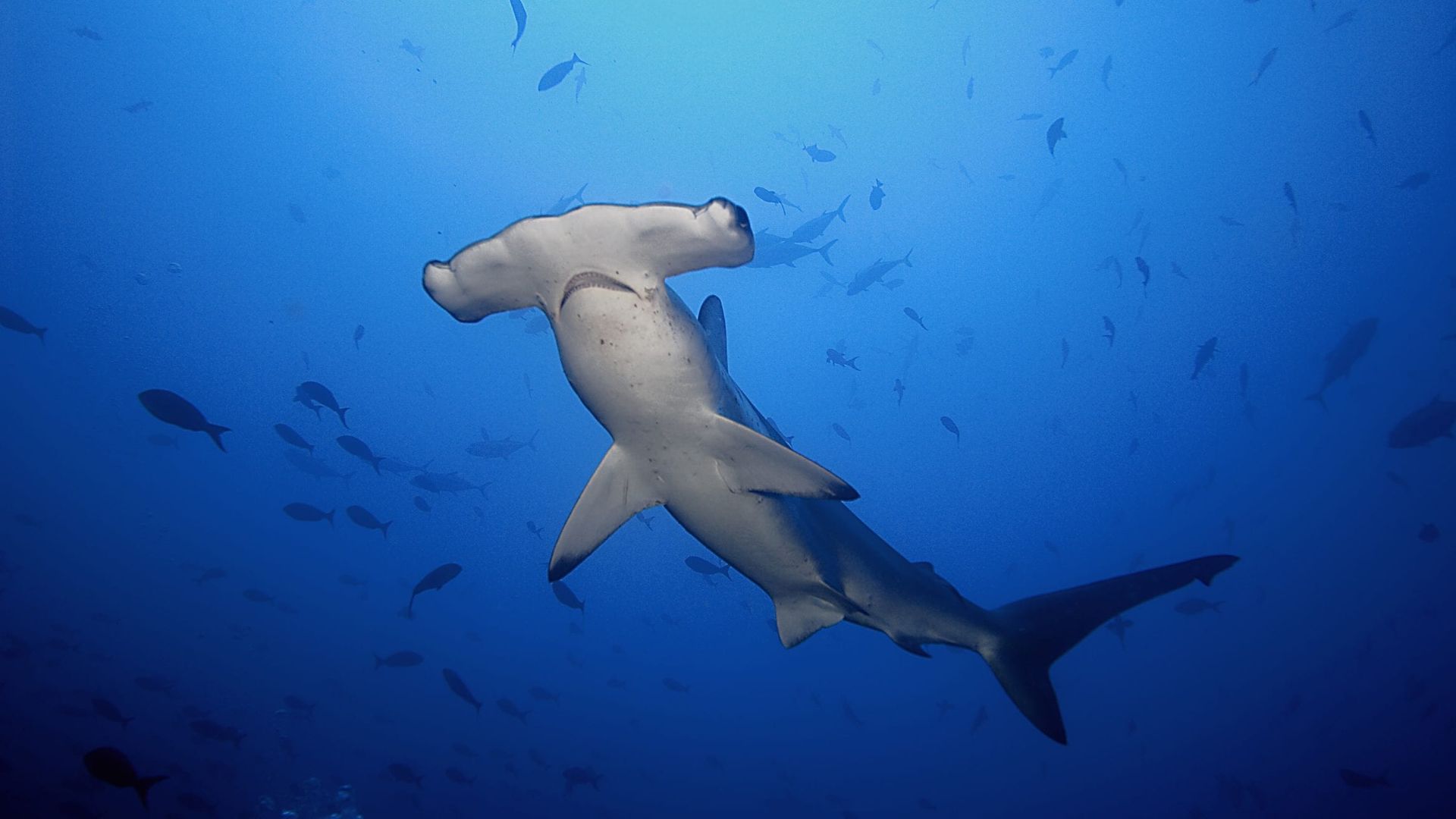 hammerhead shark