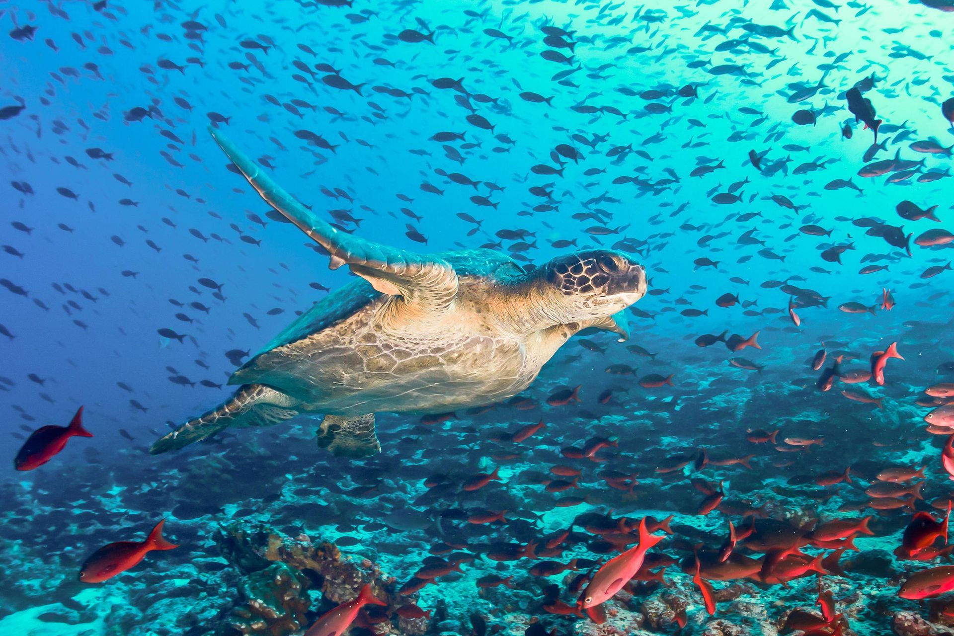 scuba diver with iguana