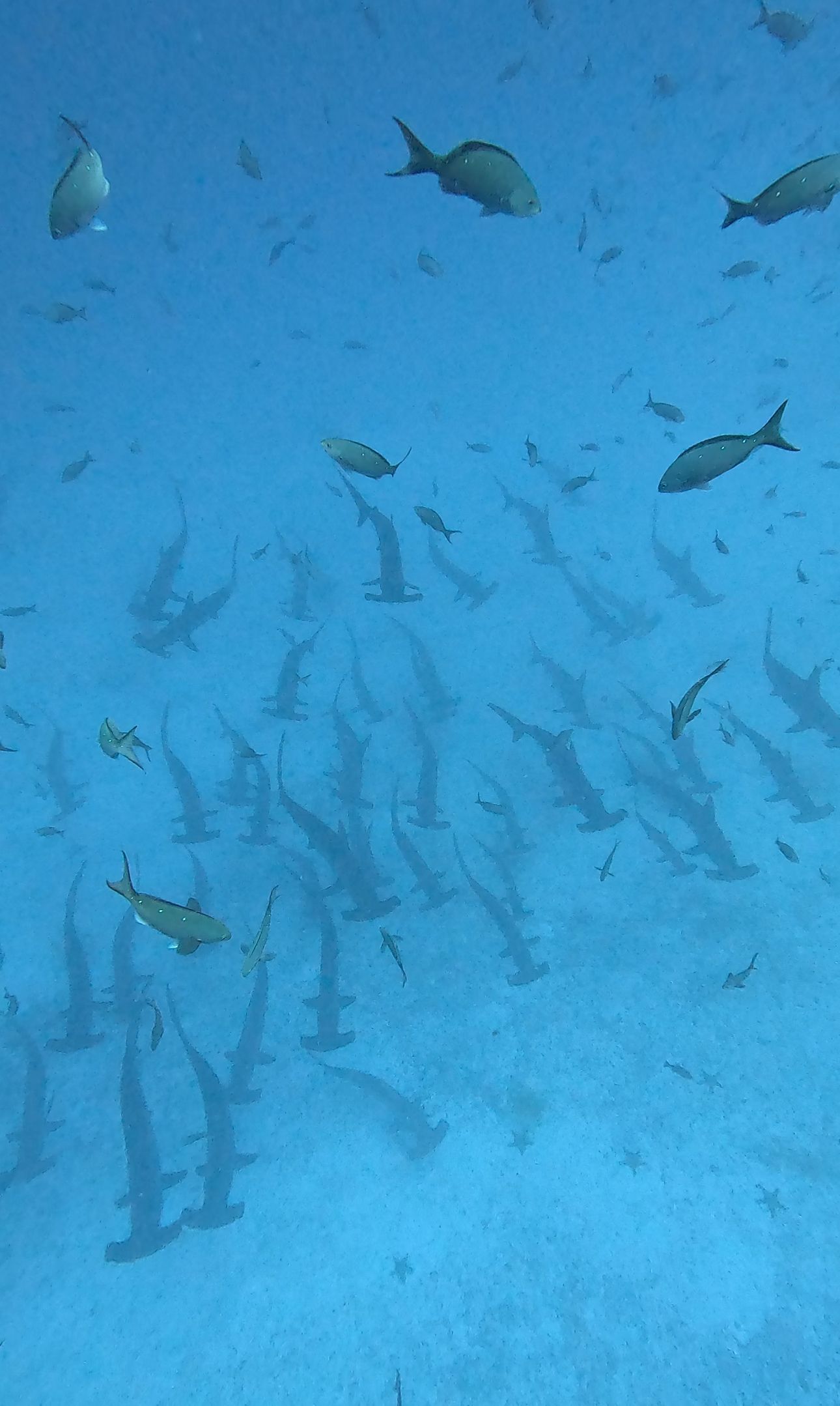 galapagos land turtle