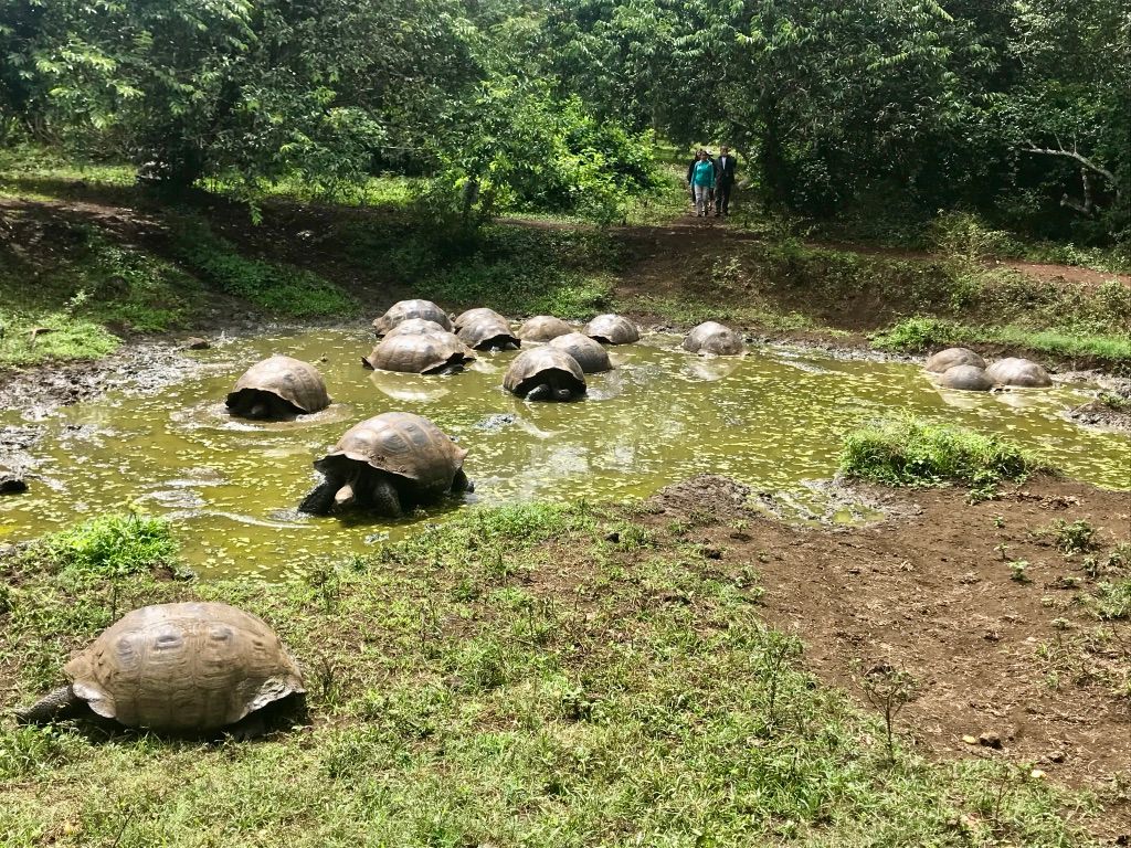 galapagos land turtles
