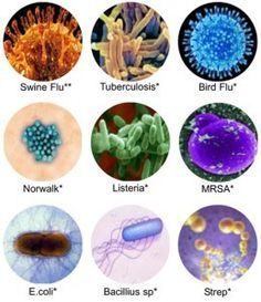 Microscopic images of different types of bacteria