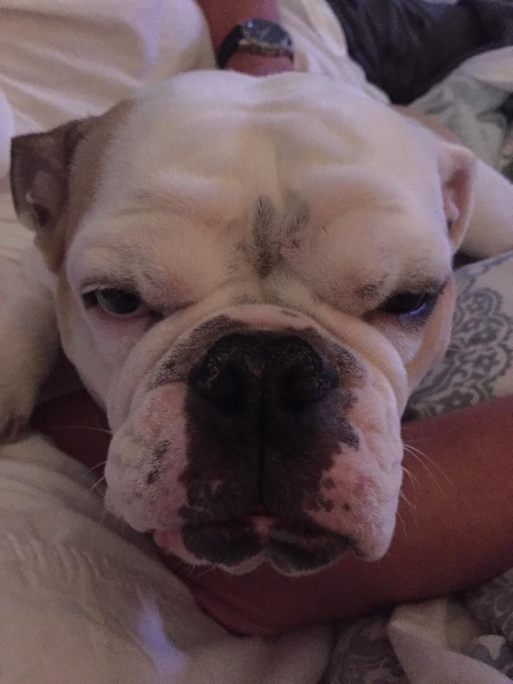 Another Close Up of Pipe the Bulldog