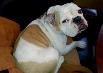 Pipe the Bulldog Being Cute