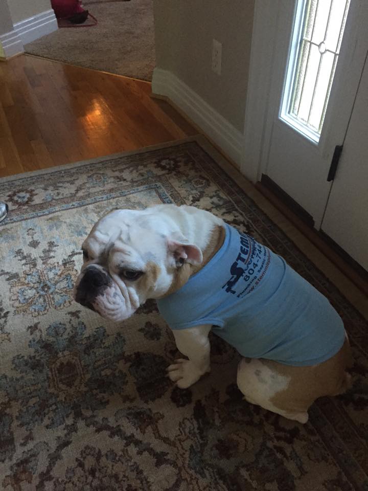 The Best Dog in the World - Pipe the Bulldog