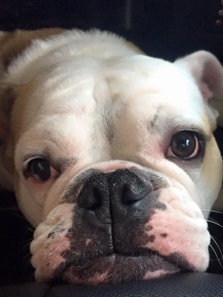 Close Up Photo of Pipe the Bulldog