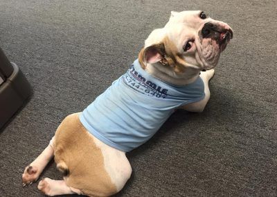 Pipe the Bulldog Money Shot