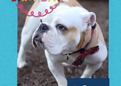 Pipe the Bulldog Birthday Picture